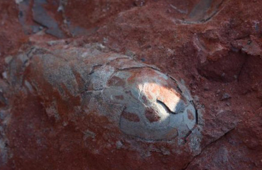 130 milyon yıllık  yumurta bulundu