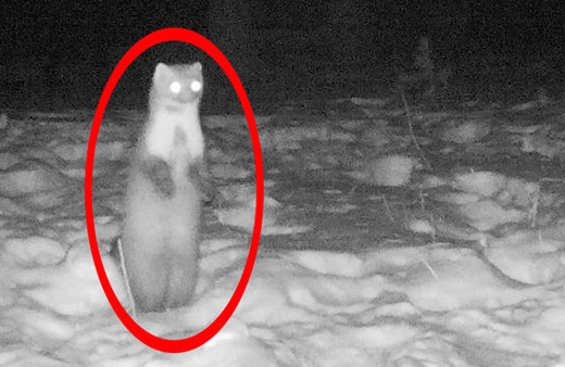 Bu görüntü Ardahan'da çekildi her şey yiyecek için