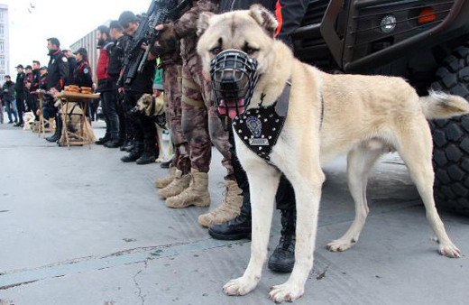 Bu bir ilk! Yılbaşında Kangal ve Akbaş sahaya iniyor