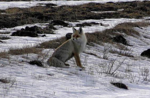 Aç kalınca kedilerle boğuştu ilçe karantinaya alındı