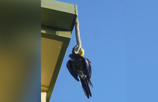 Daha önce böylesini görmediniz gelen seslerle dışarı çıktılar ve...