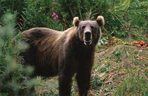 Toprağı eşeleyen ayı PKK sığınağını ortaya çıkardı!