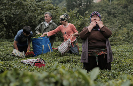 Kuş dili UNESCO listesine girdi