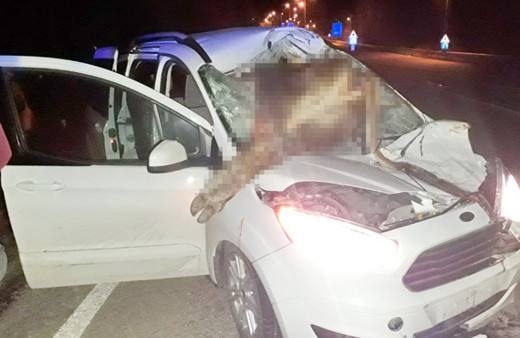 Aracın çarptığı inek ön camdan içeri girdi