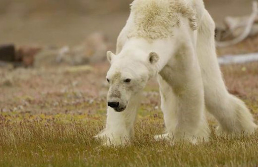Kutup ayıları açlıktan ölüyor