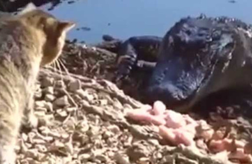 Timsaha kafa tutan kedi hayrete düşürdü