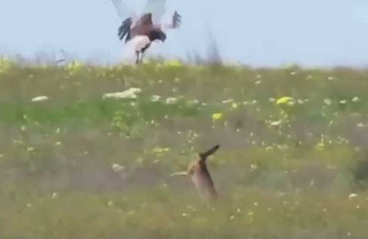 Kartalla kapışan tavşan hayrete düşürdü
