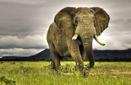 Vahşi fil dehşeti ağaca tırmanıp...