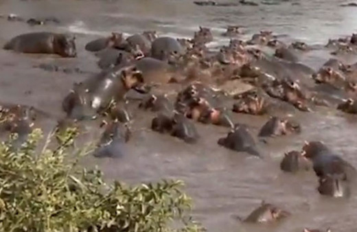 Dev timsah sürünün arasına girdi ve...