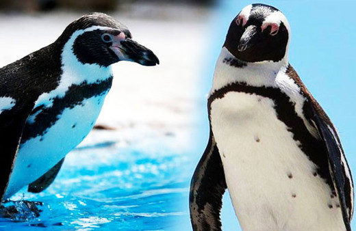 Bu da oldu! Hayvanat bahçesinden penguen çaldılar