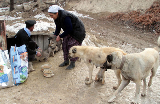Elazığlı köylü kadını öyle güzel bir 'iyilik' yaptı ki... 