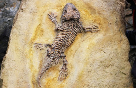 Kertenkele fosili biyoloji tarihini değiştirecek