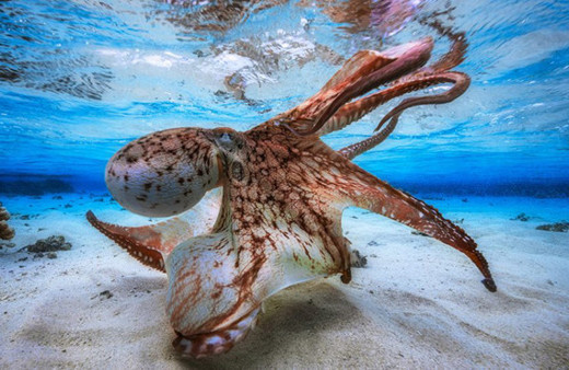 Dünyanın en iyi su altı fotoğrafları