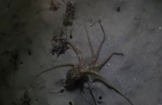 Ahtapot avcıyken av oldu