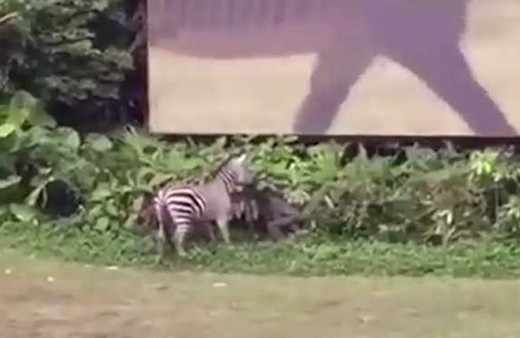 Zebra adamı yakalayp... Feci anlar kamerada