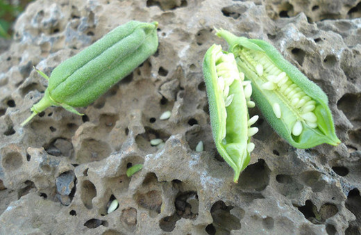 Aslında her gün yiyoruz! 