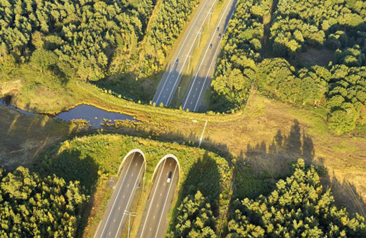 Bu köprüler insanlar için değil