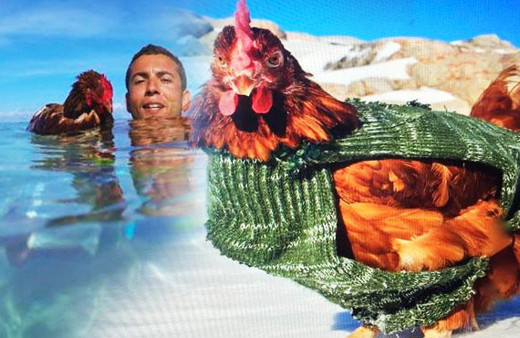 Bu tavuk sıradan değil sörf yapıyor dünyayı geziyor