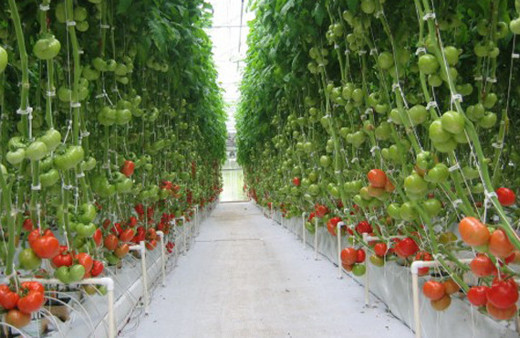 Çölü yemyeşil vahaya çeviren çiftlikler