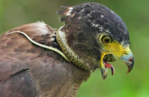 Can havliyle kartalın boynuna dolandı