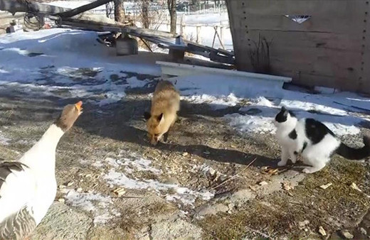 Tilki, kaz ve kedilerin ekmek kapma mücadelesi!