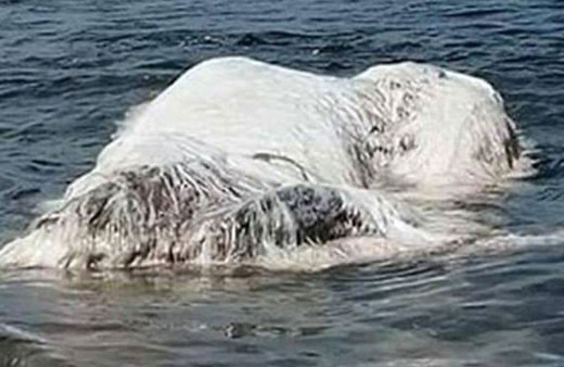 Bir anda karaya vurdu görenler dehşete düştü