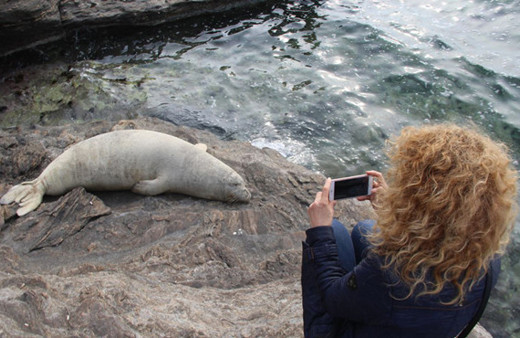 Kayalıklara çıkan Akdeniz fokuna büyük ilgi