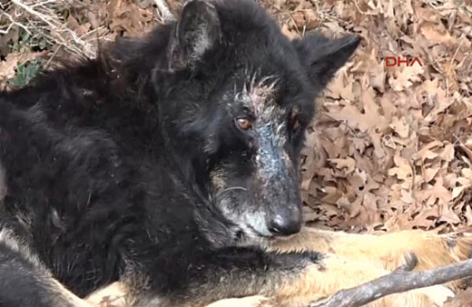 Hasta kurda köylüler sahip çıktı