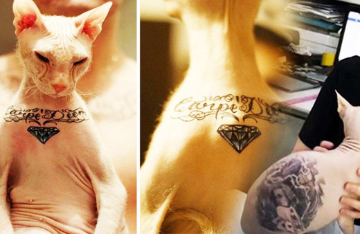 Bu nasıl vicdan! Kediyi uyuşturup dövme yaptı