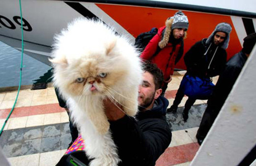 Kedili mülteci şaşırttı!