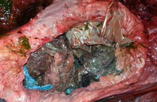 Karaya vuran balinanın midesinden çıkana bakın!