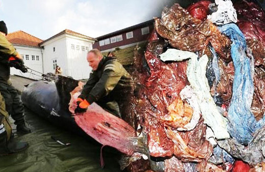 Balinanın midesini açtılar! İçinden çıkanlara inanamadılar