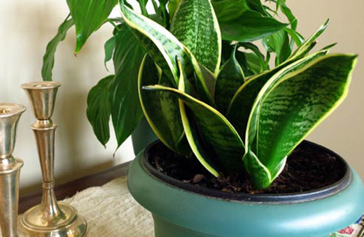 Evinizde bu çiçekten varsa odasını değiştirin