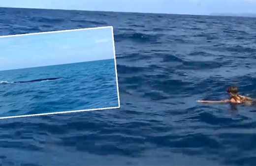 Survivor'ın ünlü ismi yüzerken dev bir balinayla karşılaştı!