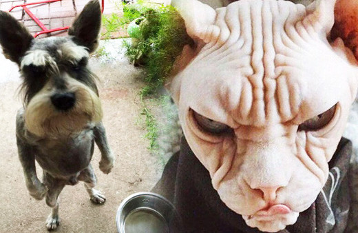 Her zaman tatlı değil! Sahibinin karşısına dikildi ve...