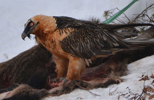 Artvin'de sakallı akbaba görüntülendi