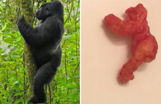 100.000 dolara satılan goril Harambe şeklindeki cips!