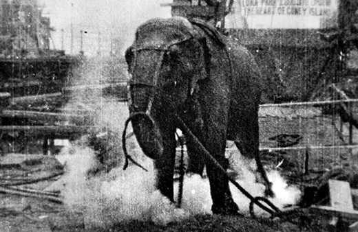 Elektrik verilerek idam edilen fil Topsy