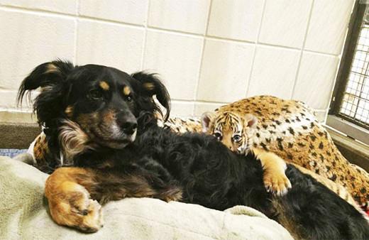 Çoban köpeği, kaplan yavrularına annelik yapıyor