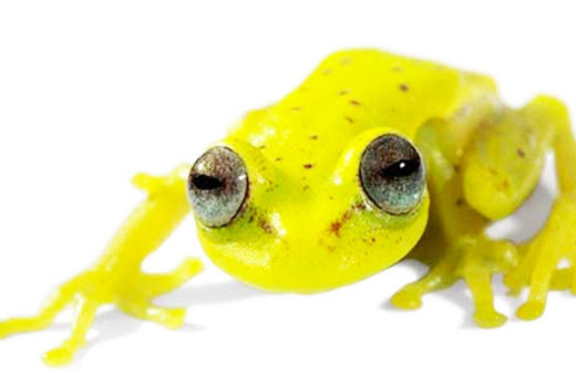 İlk kez fosforlu kurbağa bulundu