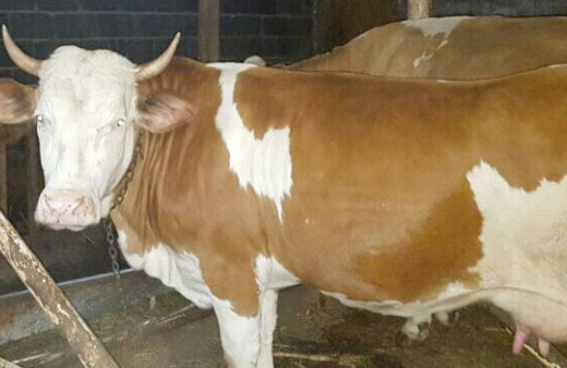 Hollanda ineğinin kurtulması için Hollanda'ya süre verdi