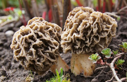 Fiyatı çeyrek altın kadar ama satmıyorlar