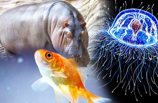 İşte ölümsüzlük sırrı! Bilim insanları şokta