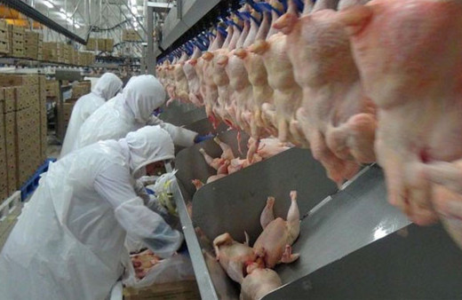 Erpiliç'ten beyaz et sektöründe dev alım!