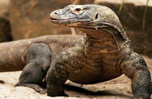 Komodo ejderi hastalıklara çare olabilir bakın nasıl