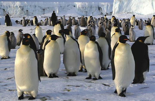 Penguenlerin dışkıları uzaydan görülebiliyor!