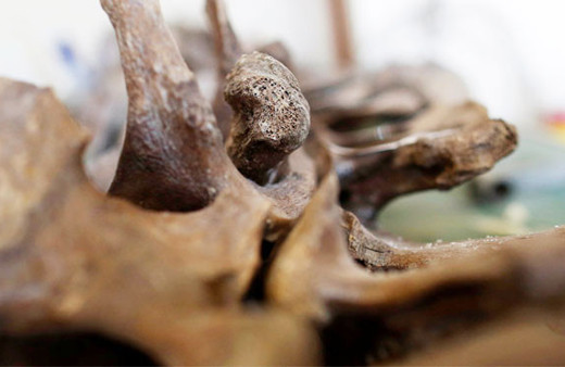 14 bin yıllık mamut fosili insan atalarını aydınlatacak!