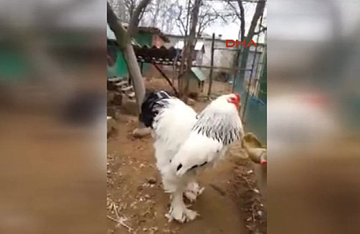 Devasa horoz görenleri şaşırtıyor!