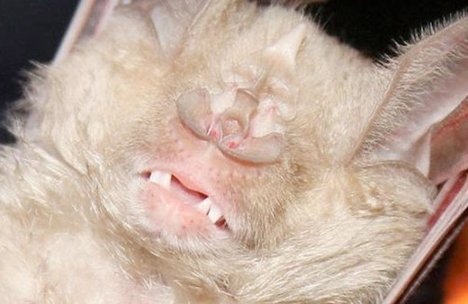 Hatay'da yeni yarasa türü bulundu 