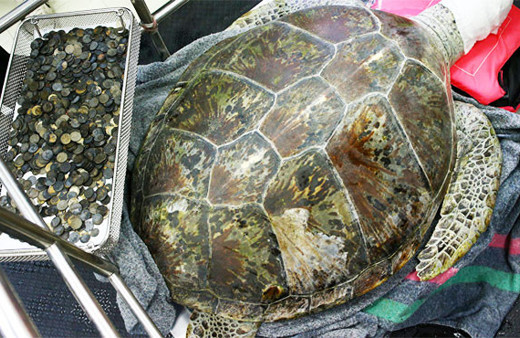 Midesinden 915 bozuk para çıkan kaplumbağa öldü